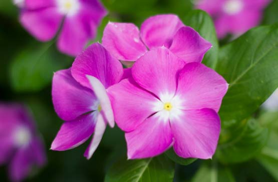 Cora Vinca Cora Vinca