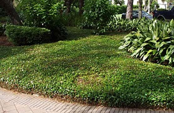 Groundcover Groundcover