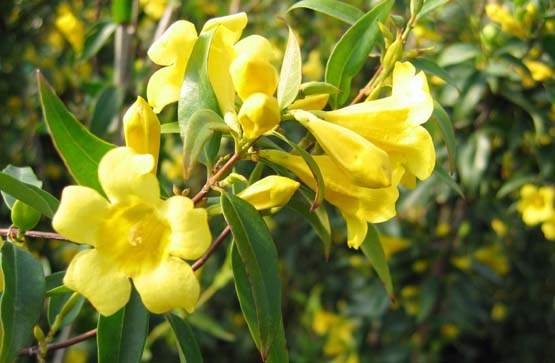 flowering dallas vines for tx Nursery Callowayâs  Worth   Texas Plants Dallas Vines       Fort