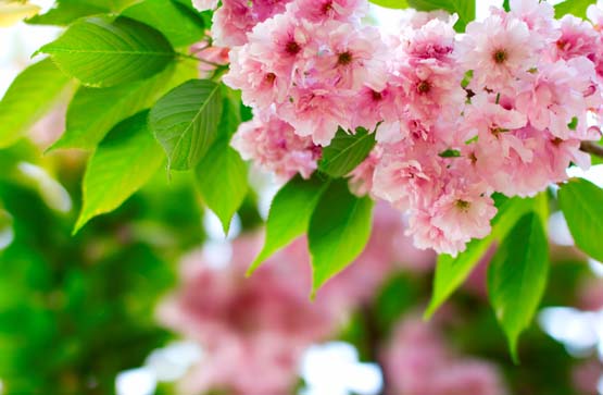 Calloways Gardening Class