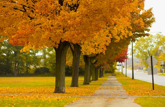 Trees