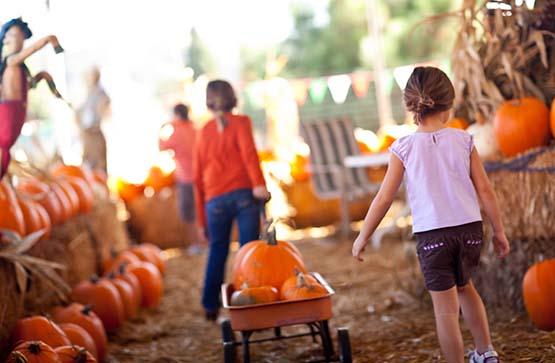 Cute Little Girls Pulling Their Pumpkins In A Wagon At A Pumpkin Patch One Fall Day. Autumn at Calloways