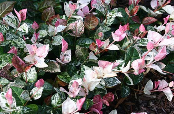 asiatic jasmine snow-n-summer 555 asiatic jasmine snow-n-summer 555