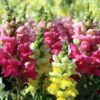 Assortment of Snapdragons in various colors