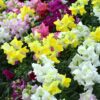 Assortment of Snapdragons in various colors