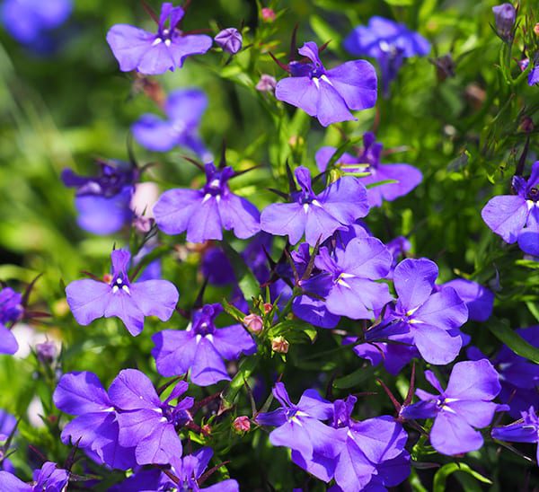 Lobelia blue blooms in bedding plant display