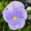Matrix® Pansies Blue Clear