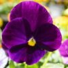 Matrix® Pansy