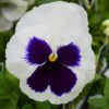 Matrix® Pansies White Blotch