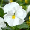 Matrix® Pansies White Clear