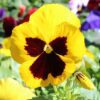 Matrix® Pansy