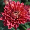 Garden Mums in Red colors