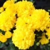 Garden Mums in Yellow colors