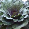 Ornamental Cabbage with early fall colors - dark green