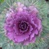 Ornamental Cabbage close up of fall colors