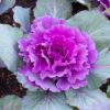 Ornamental Cabbage Purple Foliage