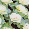 Ornamental Cabbage White Foliage