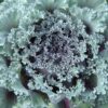 Ornamental Kale close up of center foliage