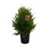 Leyland Cypress Tree 1 gallon for Christmas and Holidays