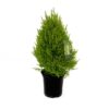Lemon Cypress Tabletop Tree 6 Inch