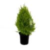 Lemon Cypress Tabletop Tree 6 Inch