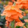 Crossandra single blooms