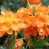 Crossandra Orange Blooms