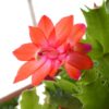Christmas Cactus Red Bloom