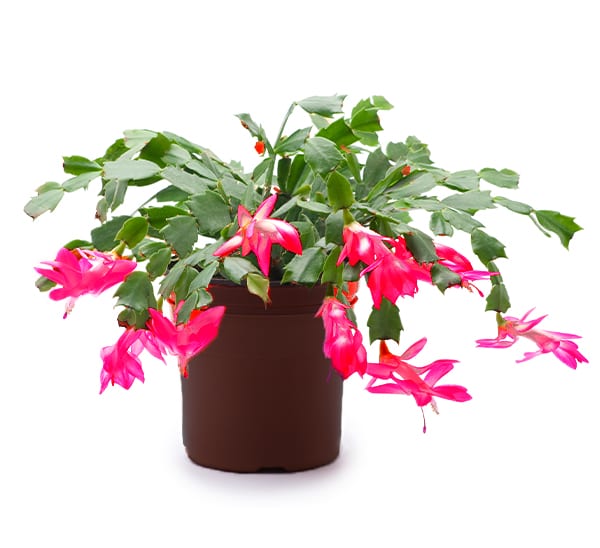 Christmas Cactus Calloway s Nursery