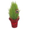 Lemon Cypress Tabletop Tree 2 gallon