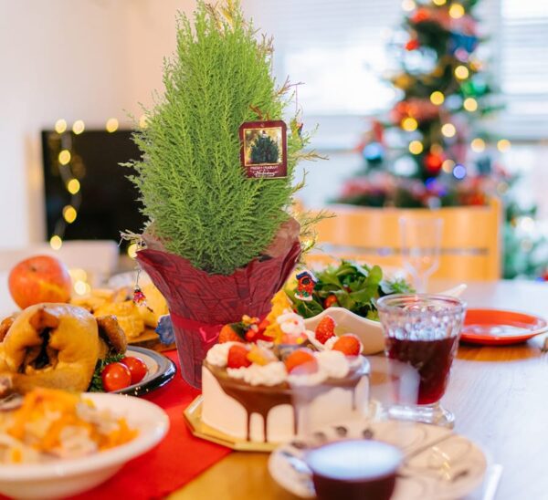 lemon cypress tabletop tree in table display