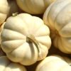 Mini White Pumpkin