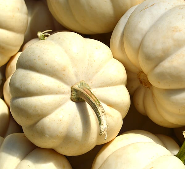 White pumpkin