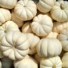 Mini White Pumpkin