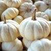 Mini White Pumpkin