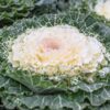Ornamental Kale White Foliage