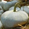 Enchantment Pumpkin