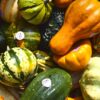 Collection of various Ornamental Gourds