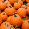 Jack O'Lantern Pumpkin