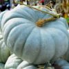 Jarrahdale Pumpkin Photo 1