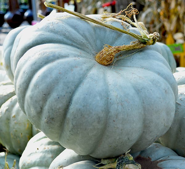 Jarrahdale Pumpkin