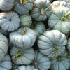 Jarrahdale Pumpkin Gallery Image