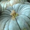 Jarrahdale Pumpkin Gallery Image