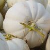 White Pumpkin
