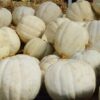 White Pumpkin
