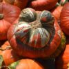 Turban Squash