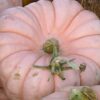 Rascal Pumpkin Photo 1