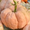 Rascal Pumpkin Gallery Image