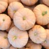 Cheddar Pumpkin