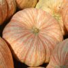 One Too Many Pumpkin